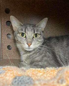 Trinity -  Domestic Short Hair Cat for Adoption in Stillwater, Oklahoma - Trinity | PetCurious