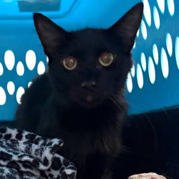 Sissy -  Domestic Long Hair Cat Available for Adoption in Midland, Texas - Sissy | PetCurious
