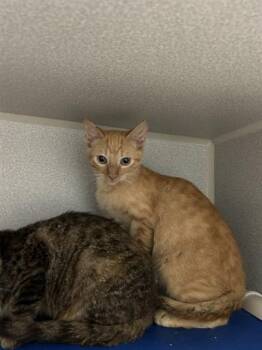 LORRAINE -  Domestic Short Hair Cat for Adoption in Dallas, Texas - LORRAINE | PetCurious