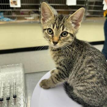 Mistletoe -  Domestic Short Hair Cat for Adoption in Leander, Texas - Mistletoe | PetCurious