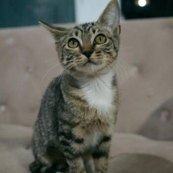 Febreeze -  Domestic Short Hair Cat for Adoption in Sarasota, Florida - Febreeze | PetCurious