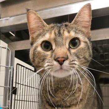 Cherry -  Domestic Short Hair Cat for Adoption in Bristol, Indiana - Cherry | PetCurious