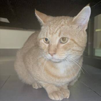 Freddie -  Domestic Short Hair Cat for Adoption in Delaware, Ohio - Freddie | PetCurious