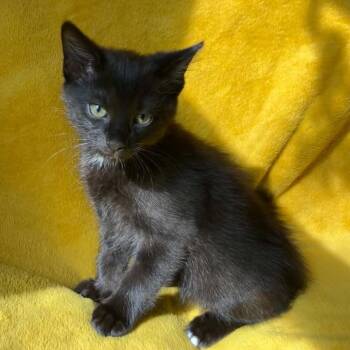 Roy Kent -  Domestic Short Hair Cat for Adoption in Warr Acres, Oklahoma - Roy Kent | PetCurious