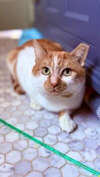 Domestic Short Hair Cats Available for Adoption - Townes | PetCurious