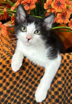 4/1/26 Dewey -  Domestic Short Hair Cat for Adoption in Stillwater, Oklahoma - 4/1/26 Dewey | PetCurious