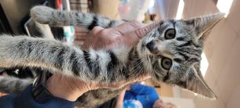 Rescue Domestic Short Hair Cats for Adoption in Lawrenceville, Georgia - Charlie | PetCurious