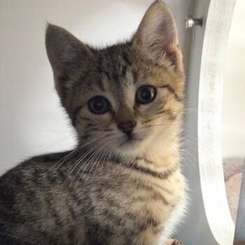 Sunday -  Domestic Short Hair Cat for Adoption in Voorhees Township, New Jersey - Sunday | PetCurious