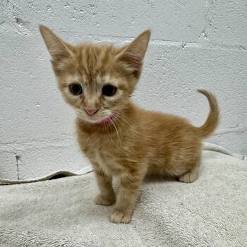 Zendaya -  Domestic Short Hair Cat for Adoption in Brentwood, Missouri - Zendaya | PetCurious