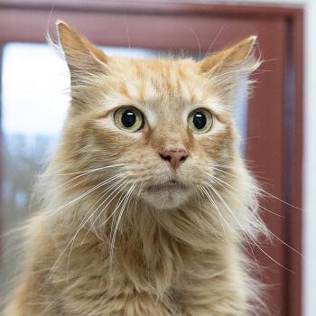 Domestic Long Hair Cats Available for Adoption in Slidell, Louisiana - Rajah | PetCurious