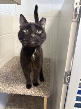 Maru -  Domestic Short Hair Cat for Adoption in Bowling Green, Ohio - Maru | PetCurious