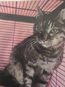 Domestic Short Hair Cats Available for Adoption in New Windsor, New York - Tostada | PetCurious