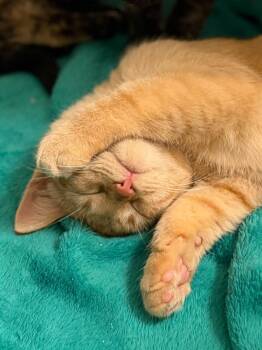 Domestic Short Hair and Tabby Cats Available for Adoption - Petey Mcpurrington | PetCurious