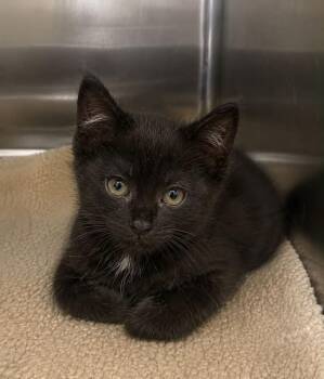 Cover -  Domestic Long Hair Cat for Adoption in Columbia, Tennessee - Cover | PetCurious