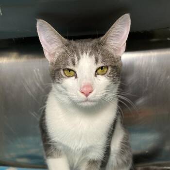 Domestic Medium Hair Cats Available for Adoption - Dollar | PetCurious