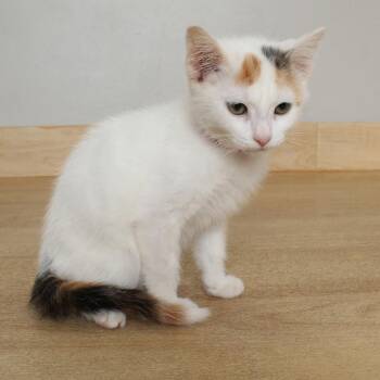 Carla C69534 -  Domestic Short Hair Cat Available for Adoption in Minnetonka, Minnesota - Carla C69534 | PetCurious
