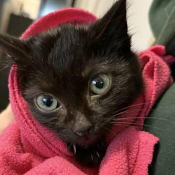 Domestic Short Hair Cats Available for Adoption - Toothless | PetCurious