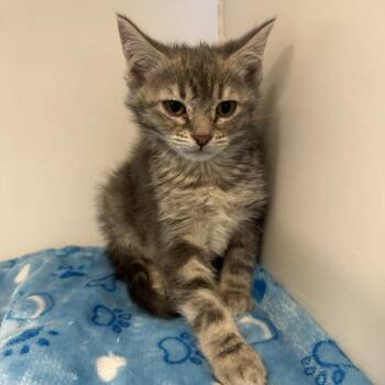 Domestic Short Hair Cats Available for Adoption - Penelope | PetCurious