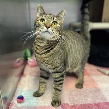 Domestic Short Hair Cats Available for Adoption in Columbus, Ohio - Lucy | PetCurious