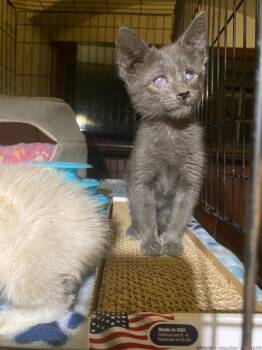 Hope -  Domestic Short Hair Cat for Adoption in Pomona, New York - Hope | PetCurious