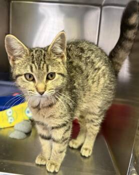Domestic Short Hair Cats Available for Adoption in Osgood, Indiana - Blossom | PetCurious