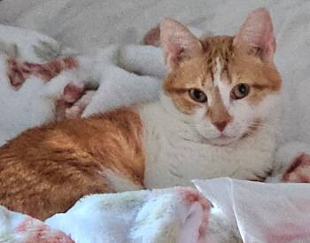 Domestic Short Hair Cats Available for Adoption in Muskego, Wisconsin -  Ginger - Sweet And Affectionate Lap Lover | PetCurious