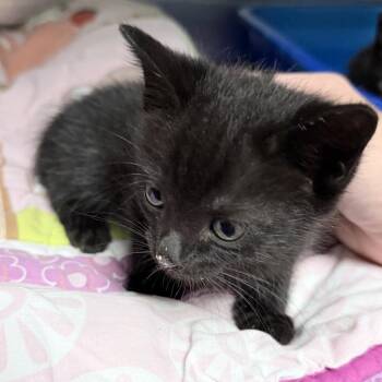 Banzai -  Domestic Short Hair Cat for Adoption in Titusville, Florida - Banzai | PetCurious