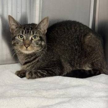 Mr.Bigfoot -  Domestic Short Hair Cat for Adoption in Worcester, Massachusetts - Mr.Bigfoot | PetCurious