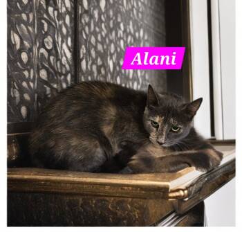 Alani -  Domestic Short Hair Cat for Adoption in Jim Thorpe, Pennsylvania - Alani | PetCurious