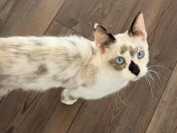 Siamese Cats Available for Adoption in Austin, Texas - Camo | PetCurious
