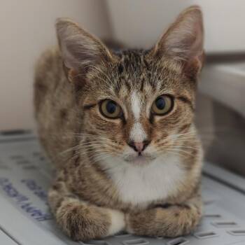 Bagel -  Domestic Short Hair Cat for Adoption in Pompano Beach, Florida - Bagel | PetCurious