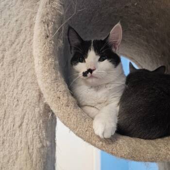 Rescue Domestic Short Hair Cats for Adoption in Monroe, Louisiana - Avery | PetCurious