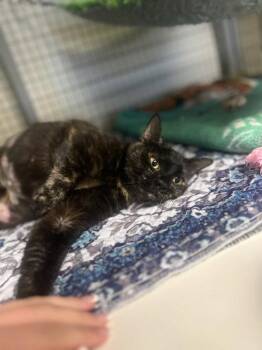 Fancy -  Tortoiseshell Cat for Adoption in Lovingston, Virginia - Fancy | PetCurious