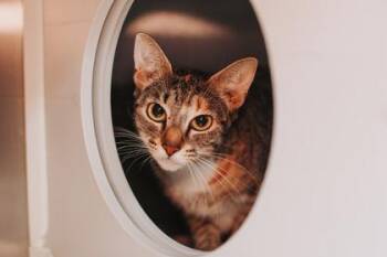 92803A Rosebud -  Domestic Short Hair Cat for Adoption in North Charleston, South Carolina - 92803A Rosebud | PetCurious