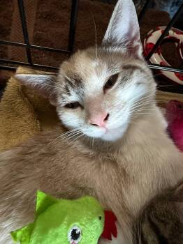 Ashley (& Ash) -  Domestic Short Hair Cat for Adoption in Castro Valley, California - Ashley (& Ash) | PetCurious