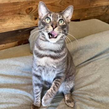 Froggy -  Domestic Short Hair Cat for Adoption in Costa Mesa, California - Froggy | PetCurious