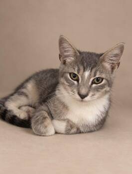 Pumpkin Muffin -  Domestic Short Hair Cat for Adoption in Statesboro, Georgia - Pumpkin Muffin | PetCurious