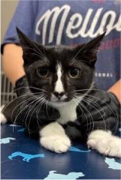 Burger King -  Domestic Short Hair Cat for Adoption in Beacon, New York - Burger King | PetCurious