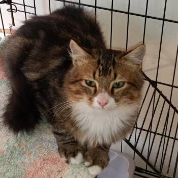 Rescue Domestic Short Hair Cats for Adoption in Coos Bay, Oregon - Lewis | PetCurious