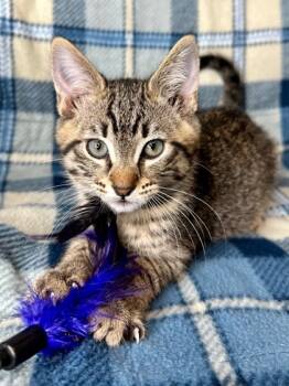 Rescue Domestic Short Hair Cats for Adoption in Yakima, Washington - Ricky | PetCurious