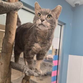 Fiyero -  Domestic Short Hair Cat for Adoption in Prince Frederick, Maryland - Fiyero | PetCurious