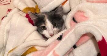 Bug -  Domestic Short Hair and Calico Cat for Adoption in Virginia Beach, Virginia - Bug | PetCurious