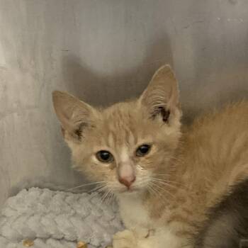 Nala -  Domestic Short Hair Cat for Adoption in Dickinson, Texas - Nala | PetCurious