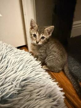 Fudge Pop -  Domestic Short Hair Cat for Adoption in Orlando, Florida - Fudge Pop | PetCurious