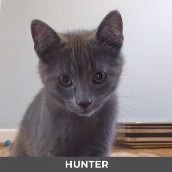 Hunter -  Domestic Short Hair Cat for Adoption in Toronto, Ontario - Hunter | PetCurious