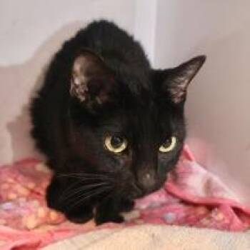 Domestic Short Hair Cats Available for Adoption in Briarcliff Manor, New York - Annie | PetCurious