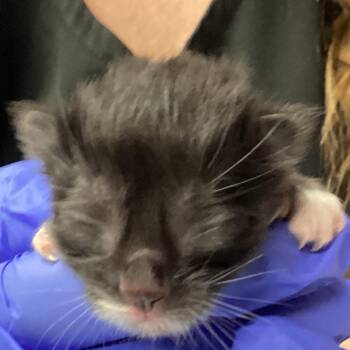 Citrine -  Domestic Short Hair Cat for Adoption in Greenville, South Carolina - Citrine | PetCurious