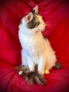 Rescue Domestic Medium Hair Cats for Adoption in Fresno, California - Diane | PetCurious