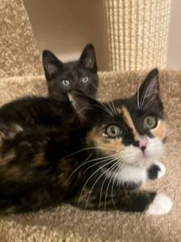 Calico and Tabby Cats Available for Adoption in Greenville, Delaware - Eve (FCID# 05/11/2026 - 67 Christiana PS) C | PetCurious