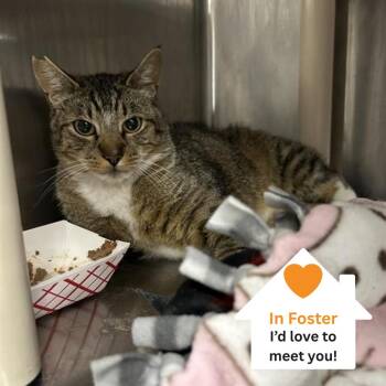 Chuck -  Domestic Short Hair Cat for Adoption in Salt Lake City, Utah - Chuck | PetCurious